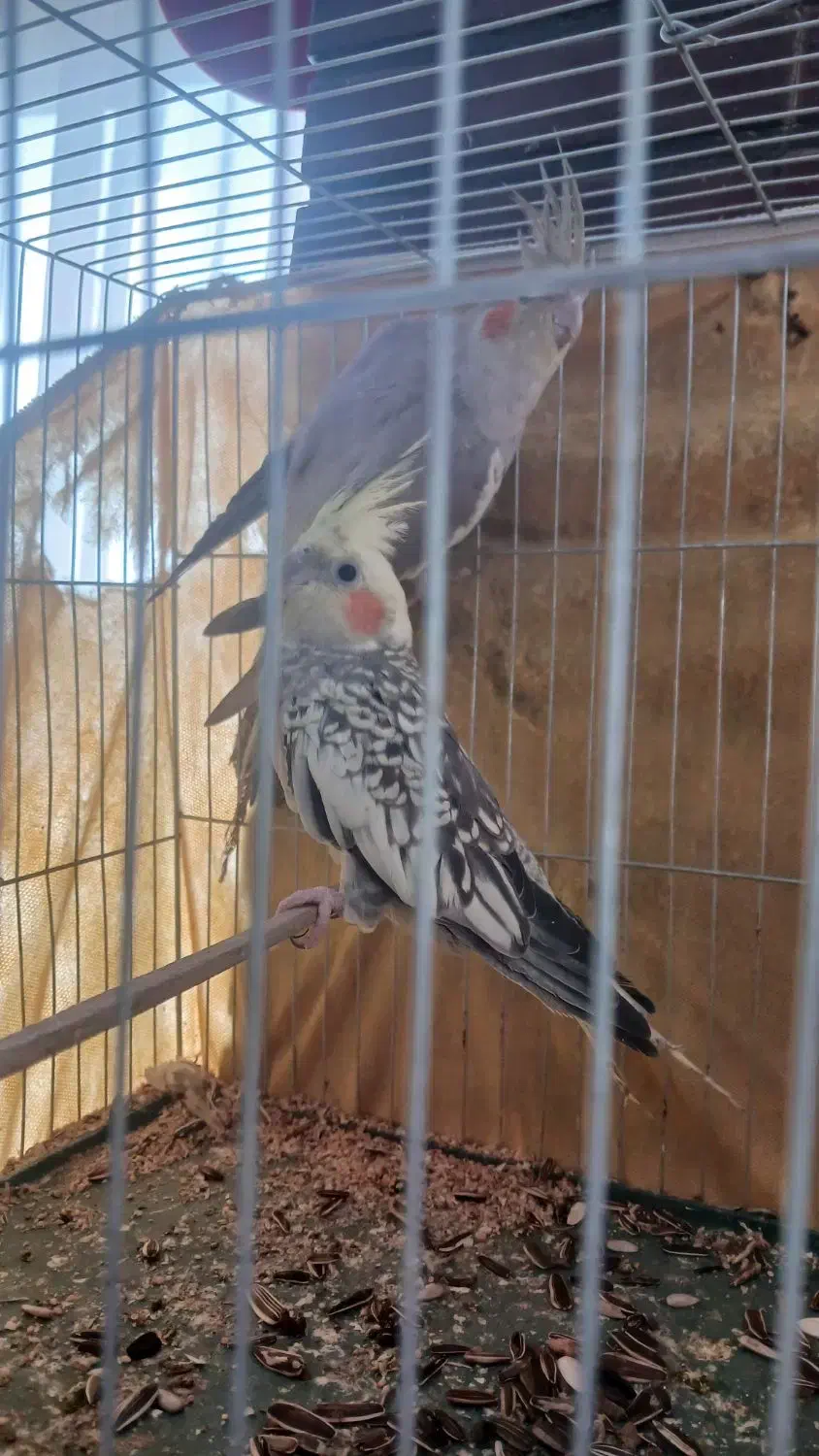 طوطی عروسی هلندی|پرنده|هشتگرد, شهرک راه آهن|دیوار