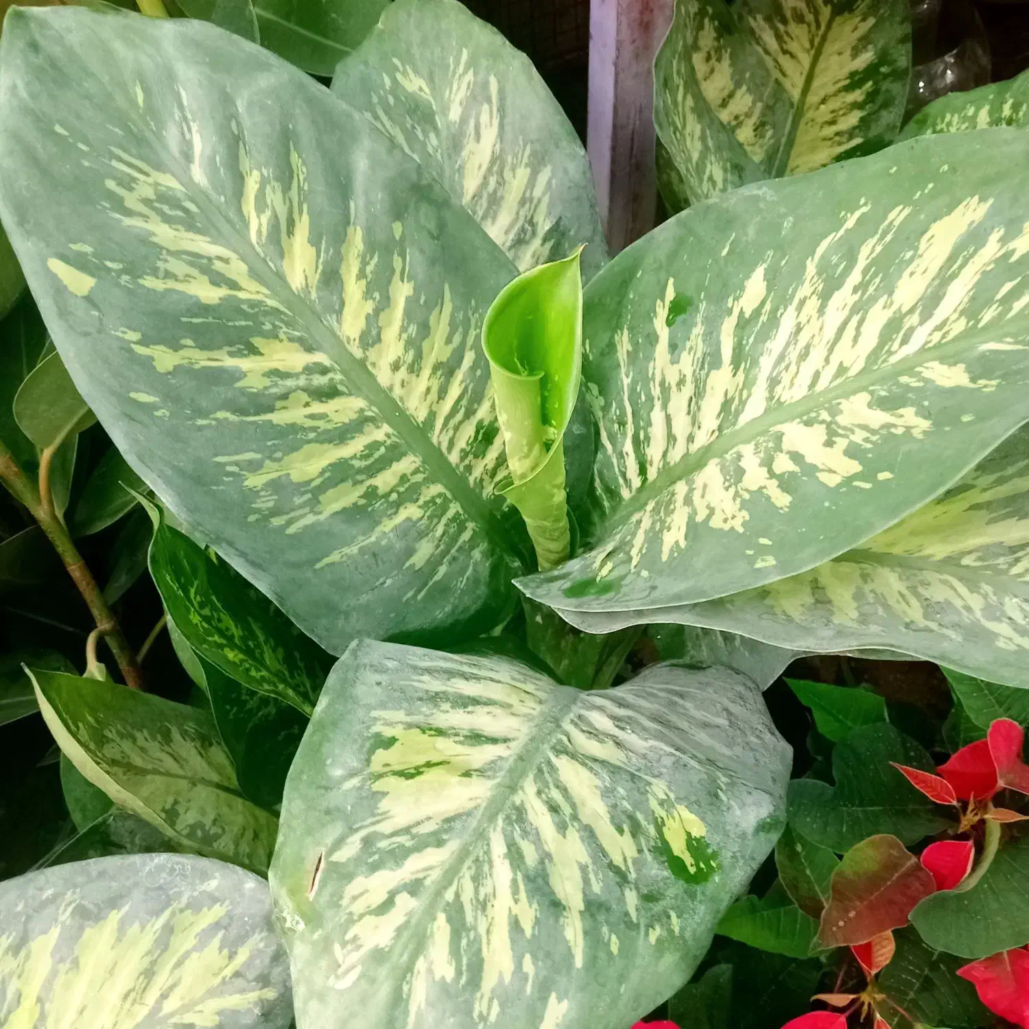 گل آپارتمانی|گل و گیاه طبیعی|بیرجند, |دیوار