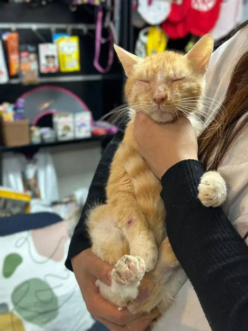 سرپرست و حامی دلسوز|گربه|ساری, |دیوار