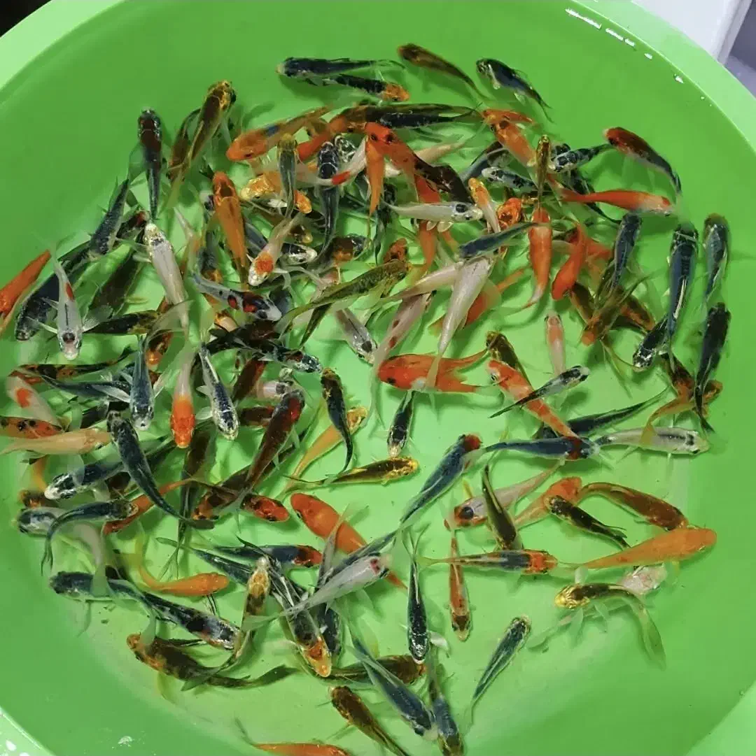 ماهی کوی همه سایز|ماهی|شیراز, شهرک بهار|دیوار