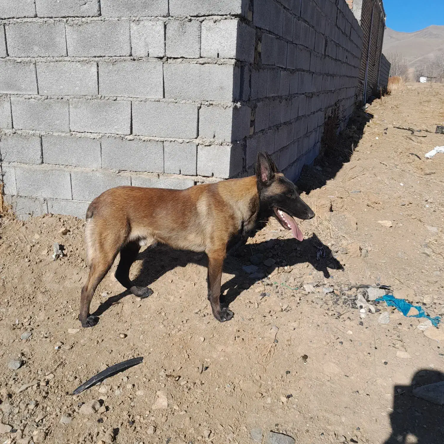 سگ مالینویز|سگ|کرمانشاه, |دیوار