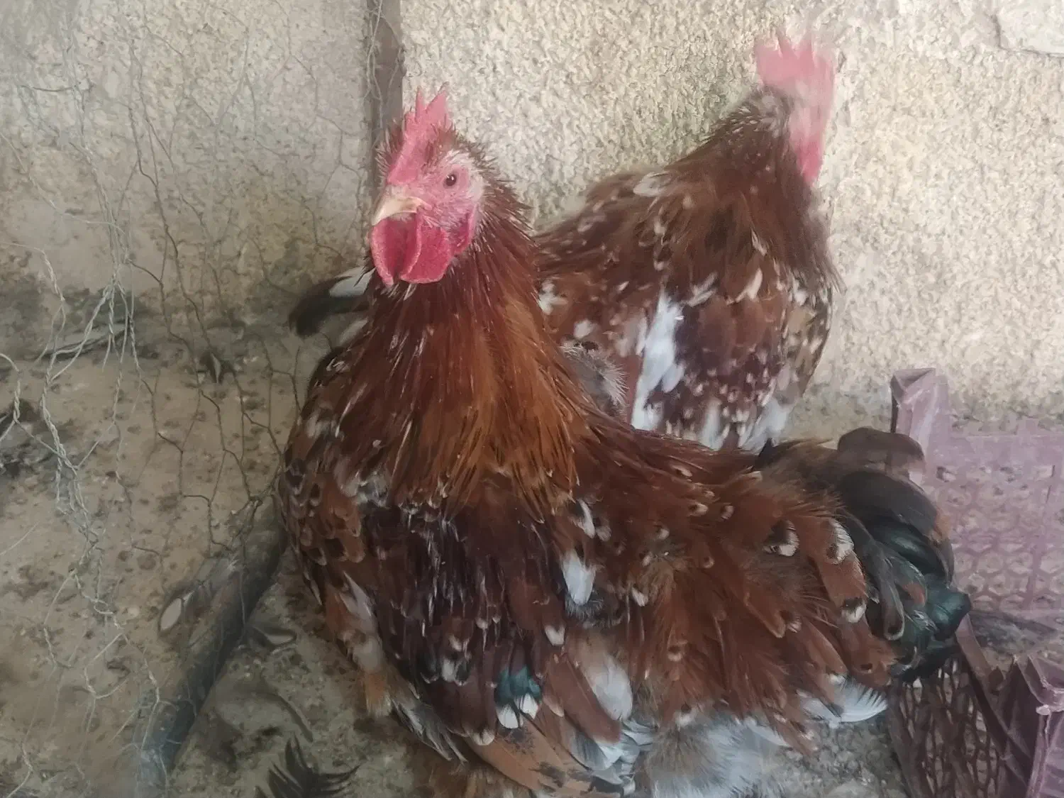مرغ برهما بلک متلد، خروس کوشین پورسلن، مرغ ویاندوت|حیوانات مزرعه|هشتگرد, خور|دیوار