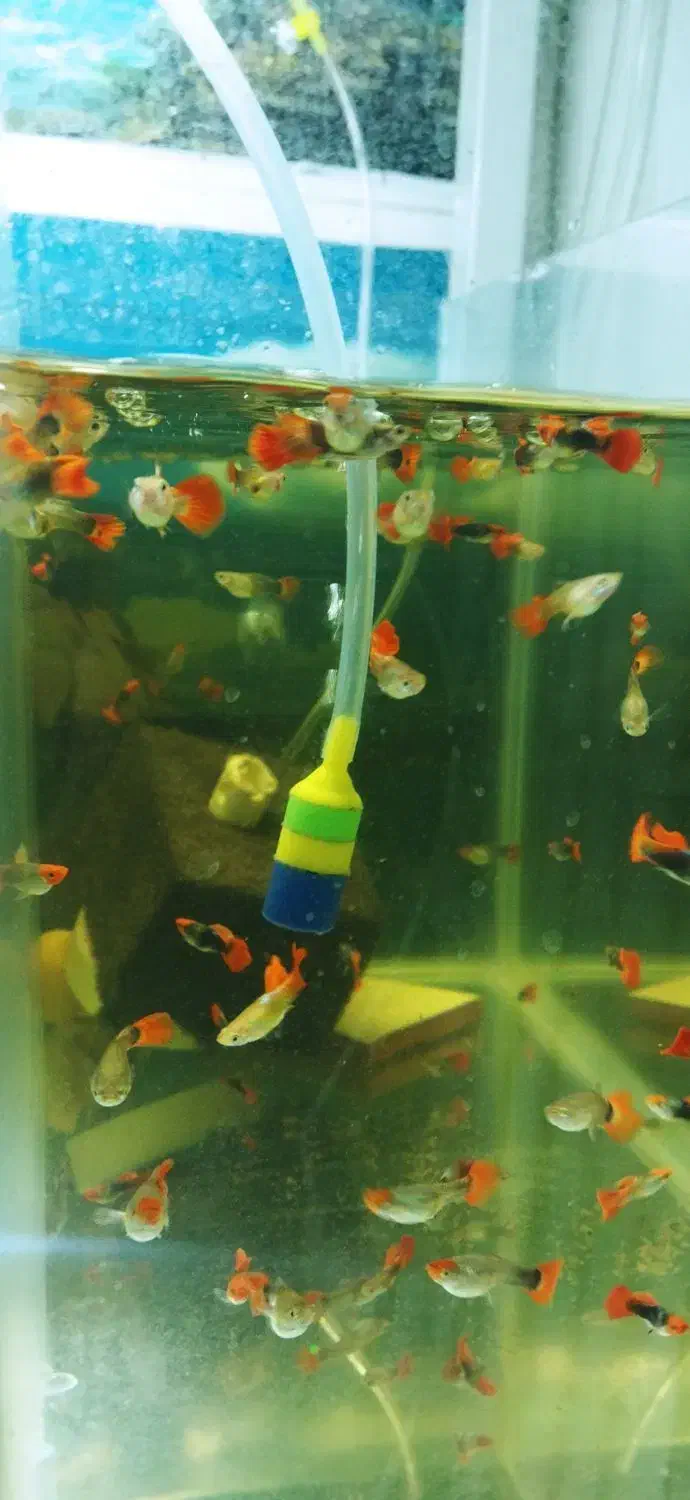 گوپی پیش مولد|ماهی|تهران, جیحون|دیوار