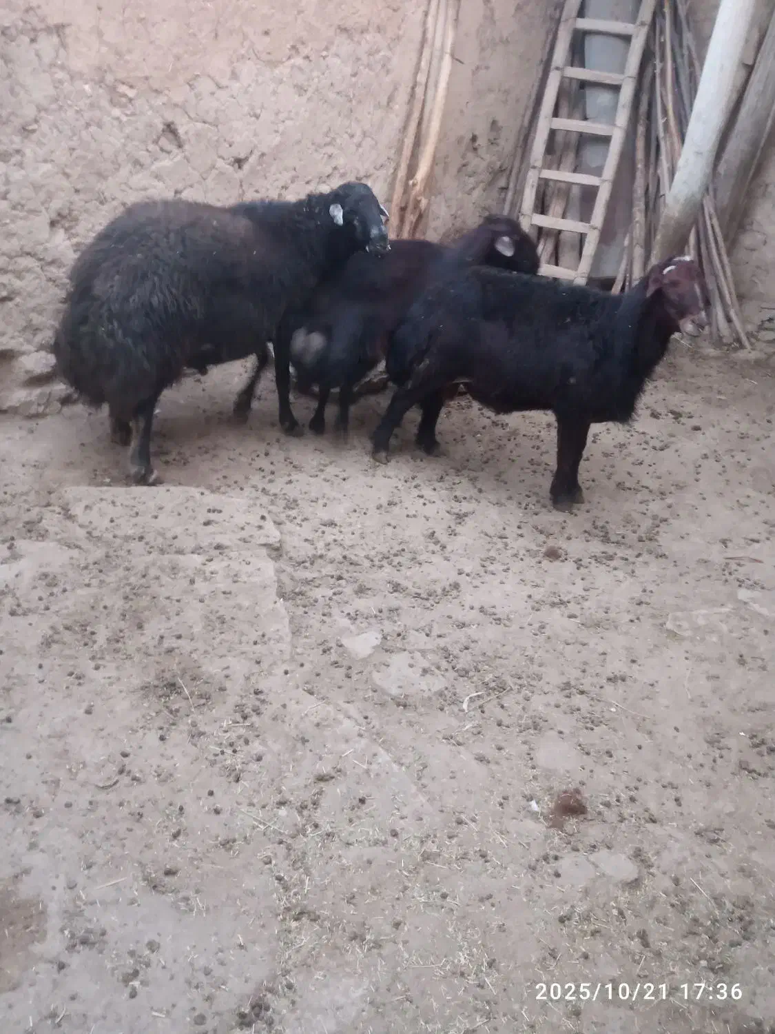 سه راس  گوسفند نرجوان خوش رنگ|حیوانات مزرعه|موچش, |دیوار