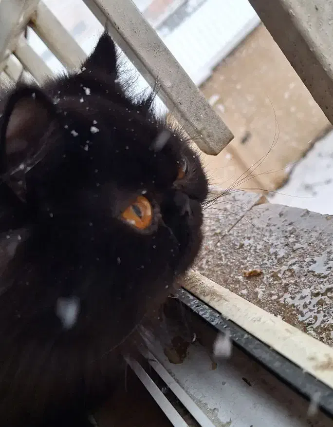 پرشین دودی|گربه|رشت, پارک شهر|دیوار