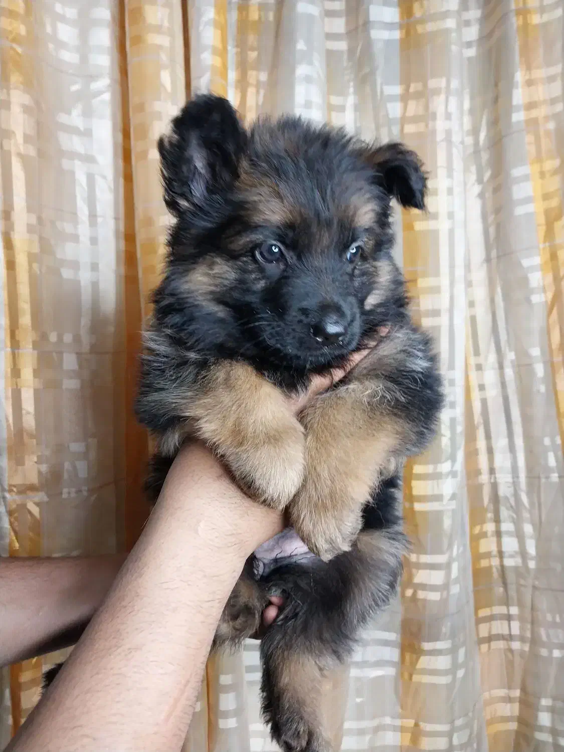 ژرمن شپرد|سگ|اهواز, ۳۰ متری|دیوار