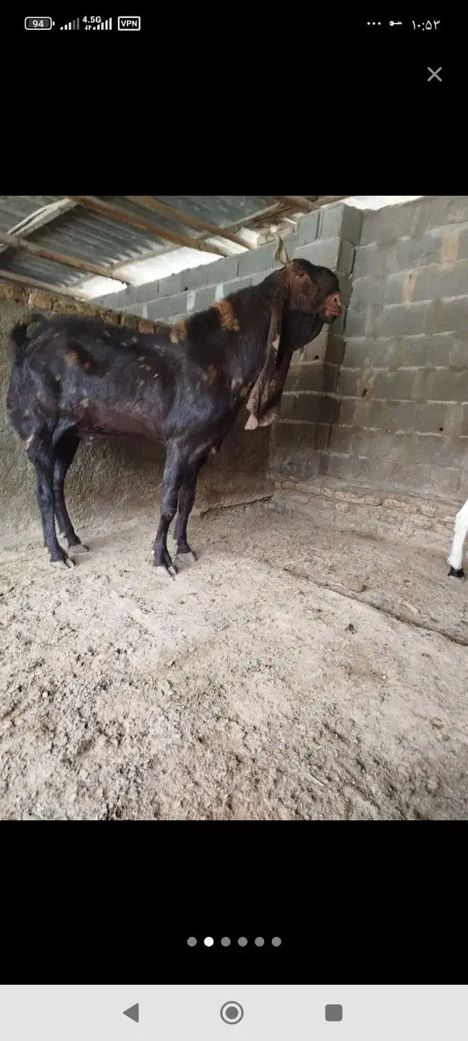 دو گوسفند جوان|حیوانات مزرعه|سیجوال, |دیوار