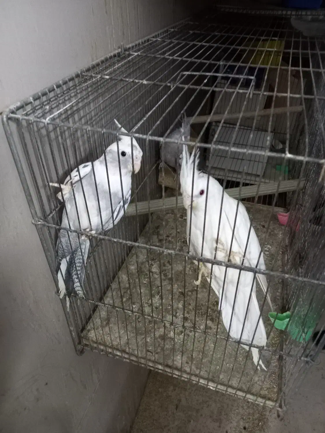 عروس هلندی|پرنده|کرج, اخترآباد|دیوار