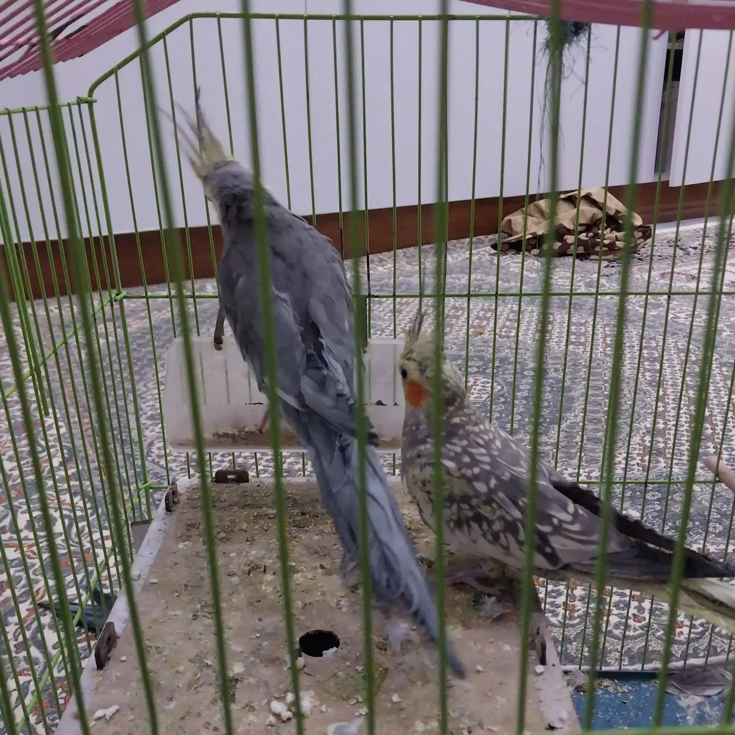 جفت عروس هلندی مولد|پرنده|بجنورد, |دیوار