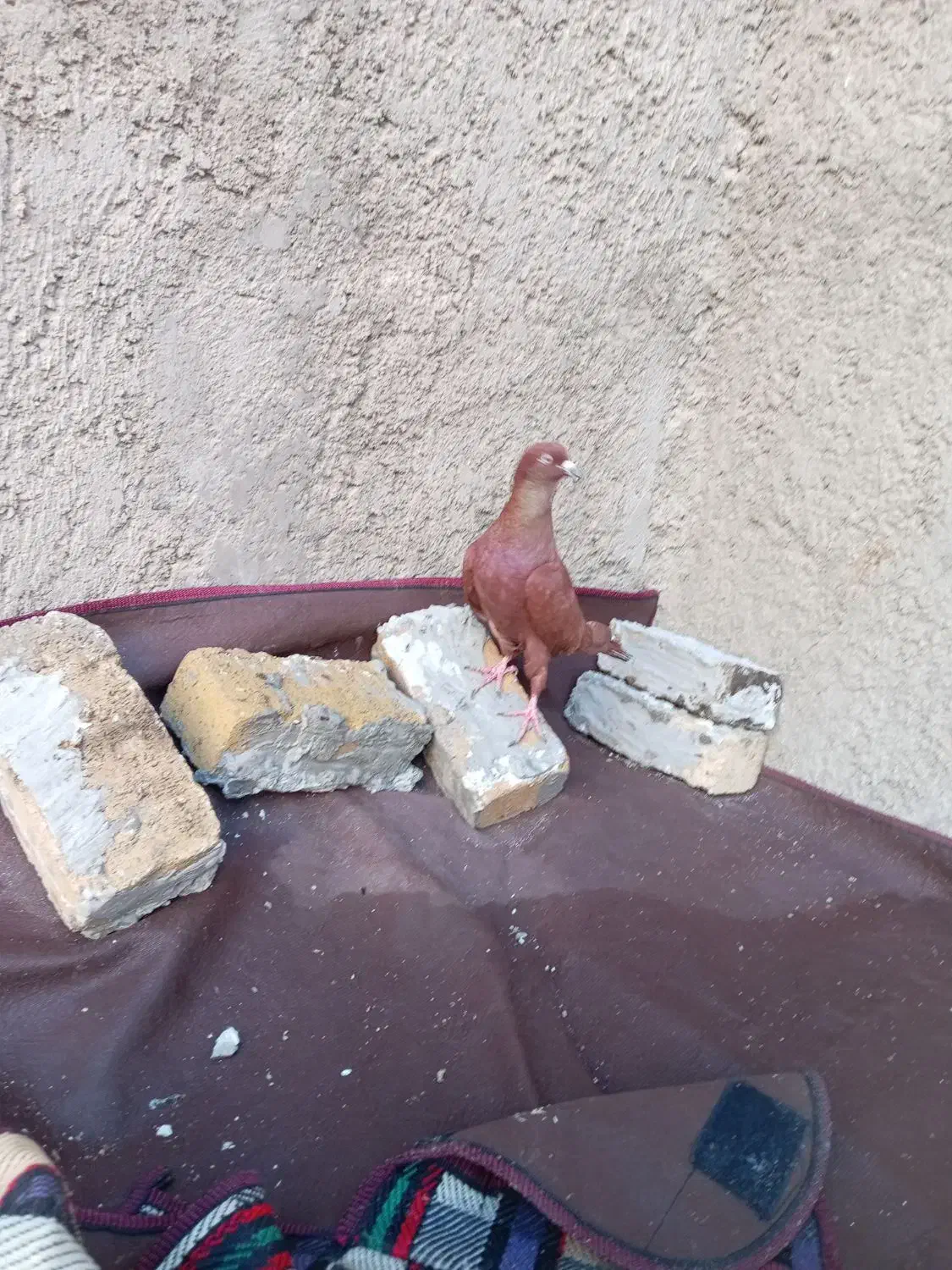 نر سرخ بیکاکل|پرنده|بروجرد, |دیوار