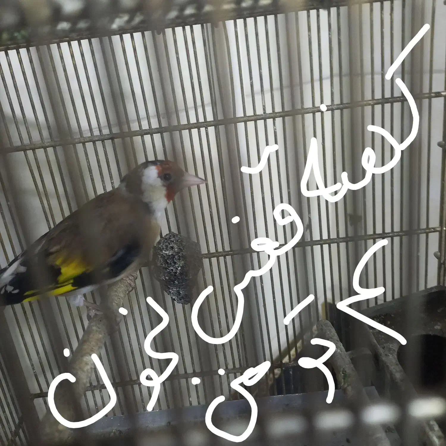 سهره|پرنده|بومهن, |دیوار