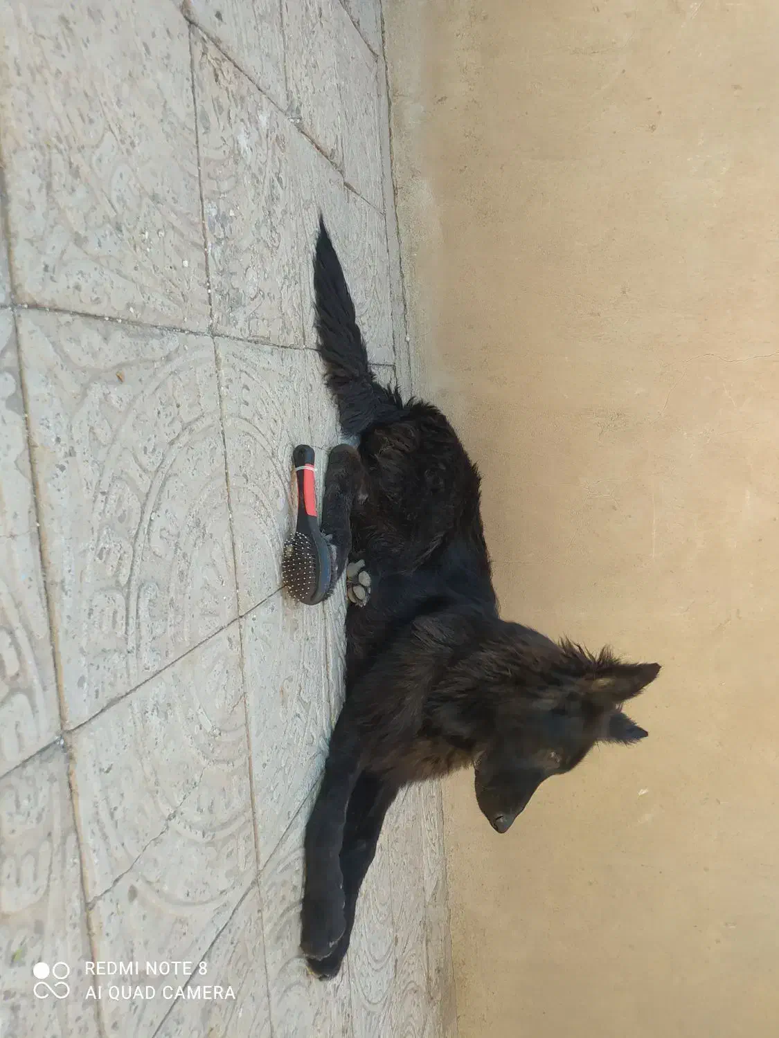 سگ ژرمن بلک نر|سگ|کرمان, |دیوار