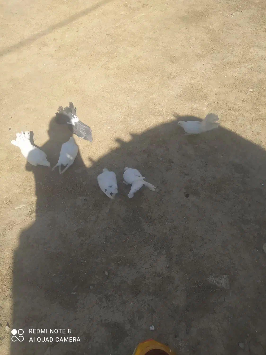 کبوتر آماده تخم گذاری|پرنده|لردگان, |دیوار