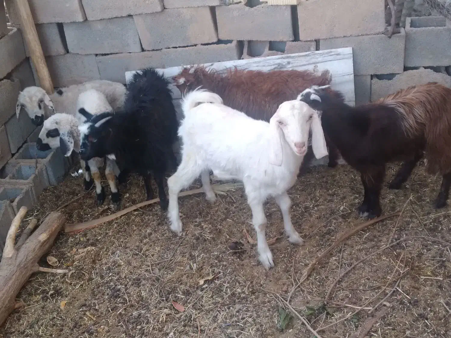 بره و کهره سالم|حیوانات مزرعه|حمیدیا, |دیوار