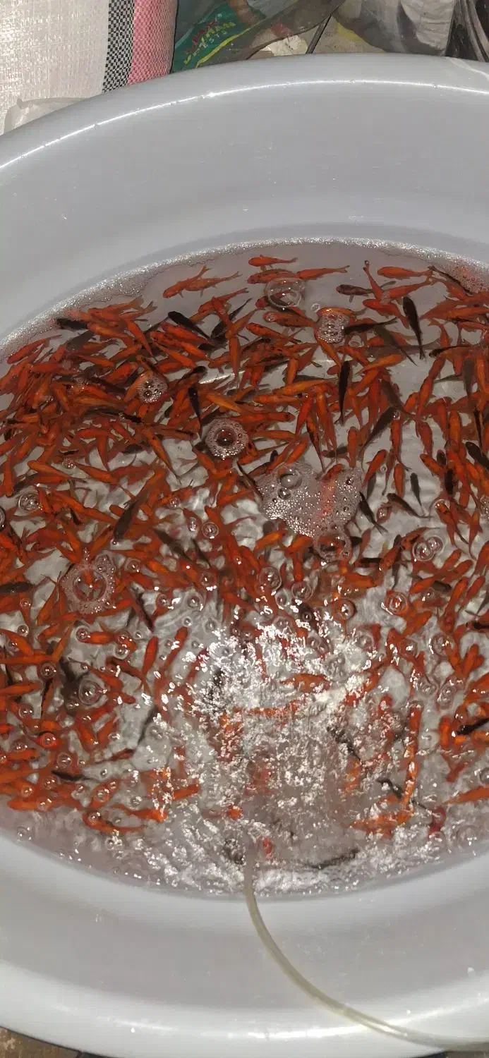 ماهی قرمز|ماهی|زاهدان, |دیوار