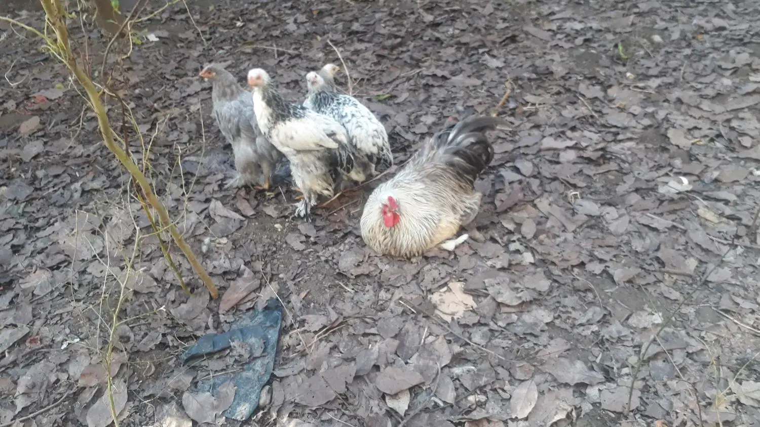 حیوانات مزرعه|حیوانات مزرعه|چالوس, |دیوار