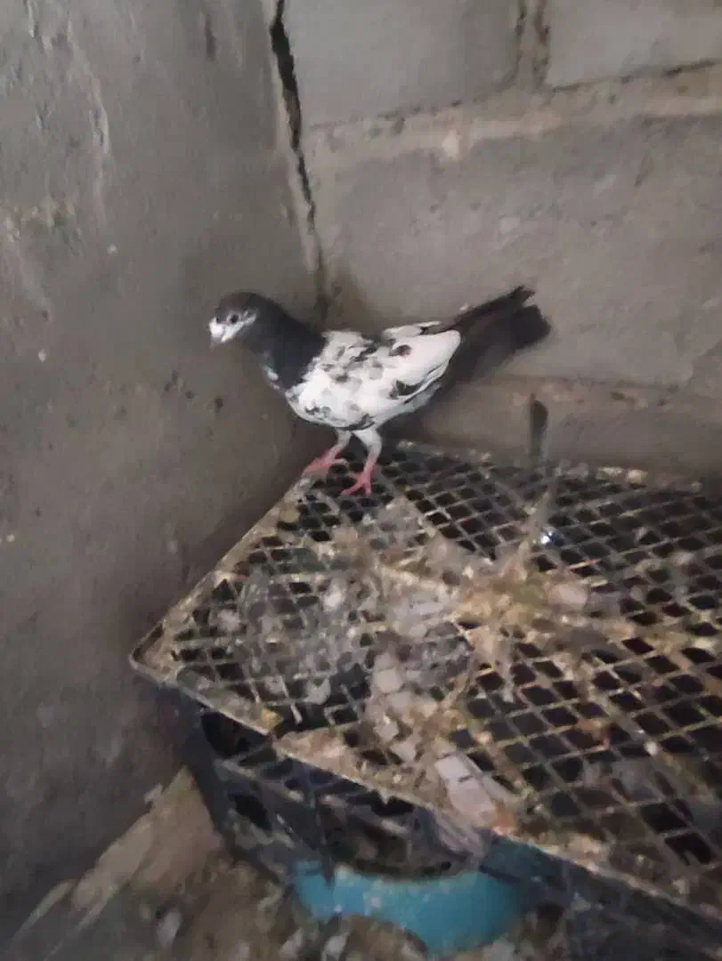 کفتر|پرنده|میناب, |دیوار