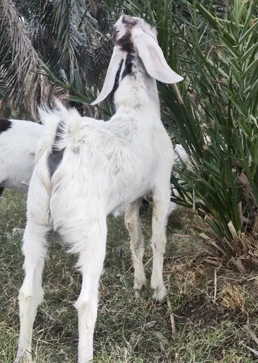 دوتا‌تروشت‌فروشی|حیوانات مزرعه|ایرانشهر, |دیوار