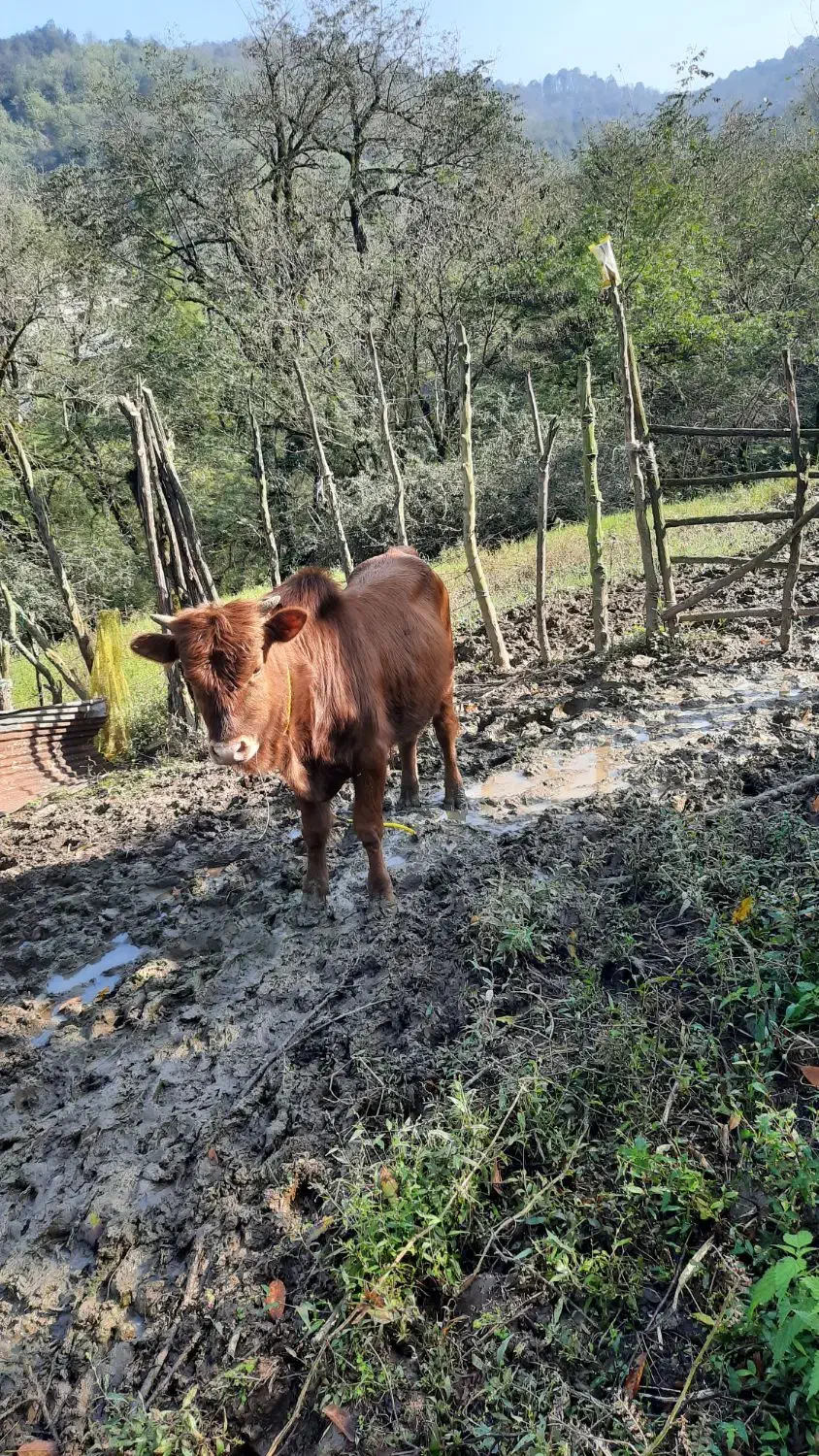 تعدادی گوساله(نروماده)|حیوانات مزرعه|توتکابن, |دیوار