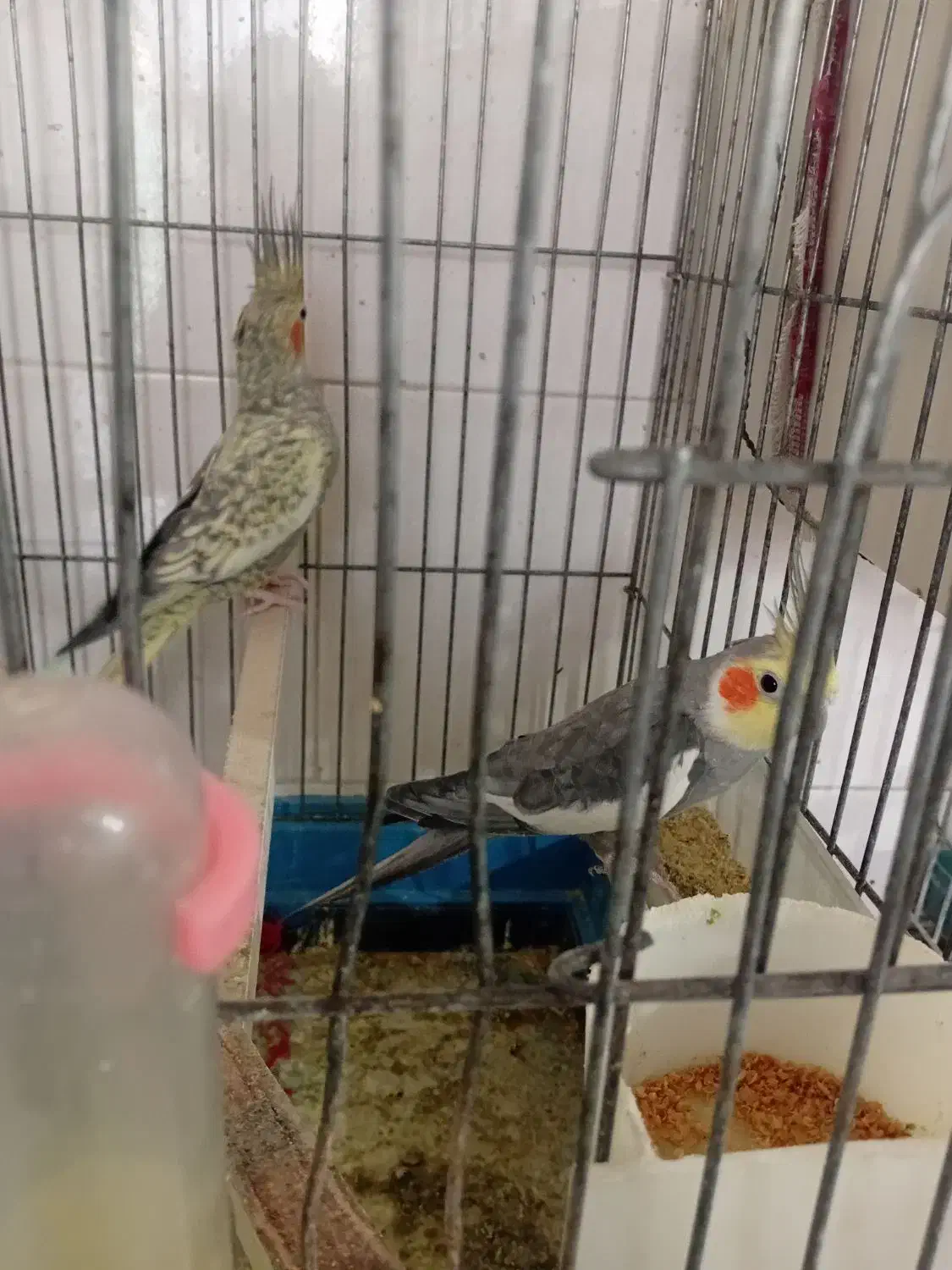 عروس هلندی مولد|پرنده|دهلران, |دیوار