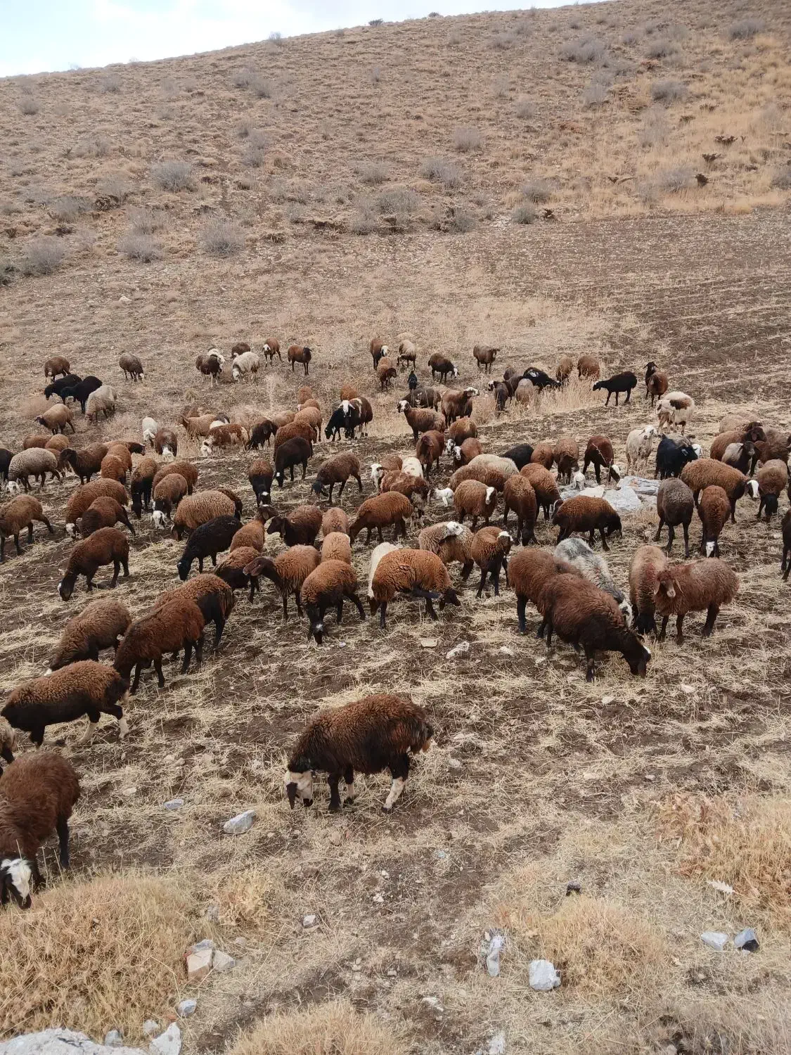 بره ماده شیشک|حیوانات مزرعه|زاغه, |دیوار