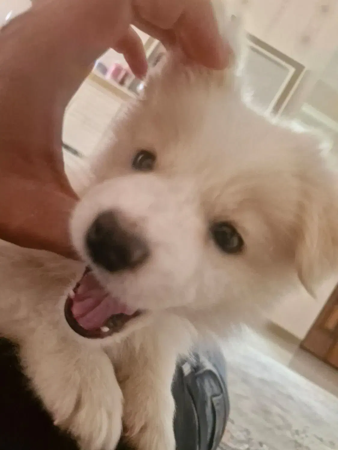 سگ خانگی|سگ|تاکستان, |دیوار