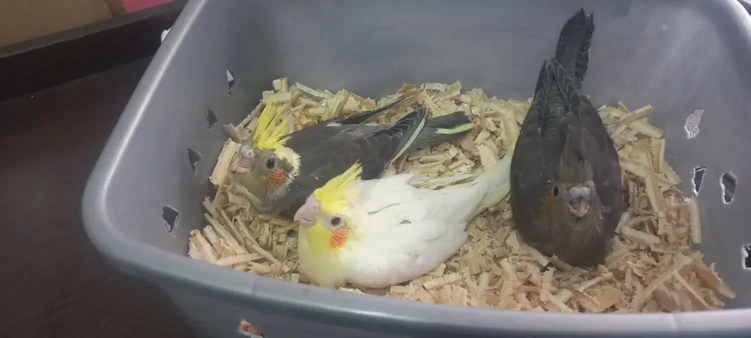 جوجه عروس هلندی سرلاکی|پرنده|پارس‌آباد, |دیوار