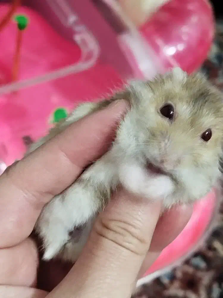 همستر سوری همراه با جزیره|موش و خرگوش|تهران, خاک سفید|دیوار