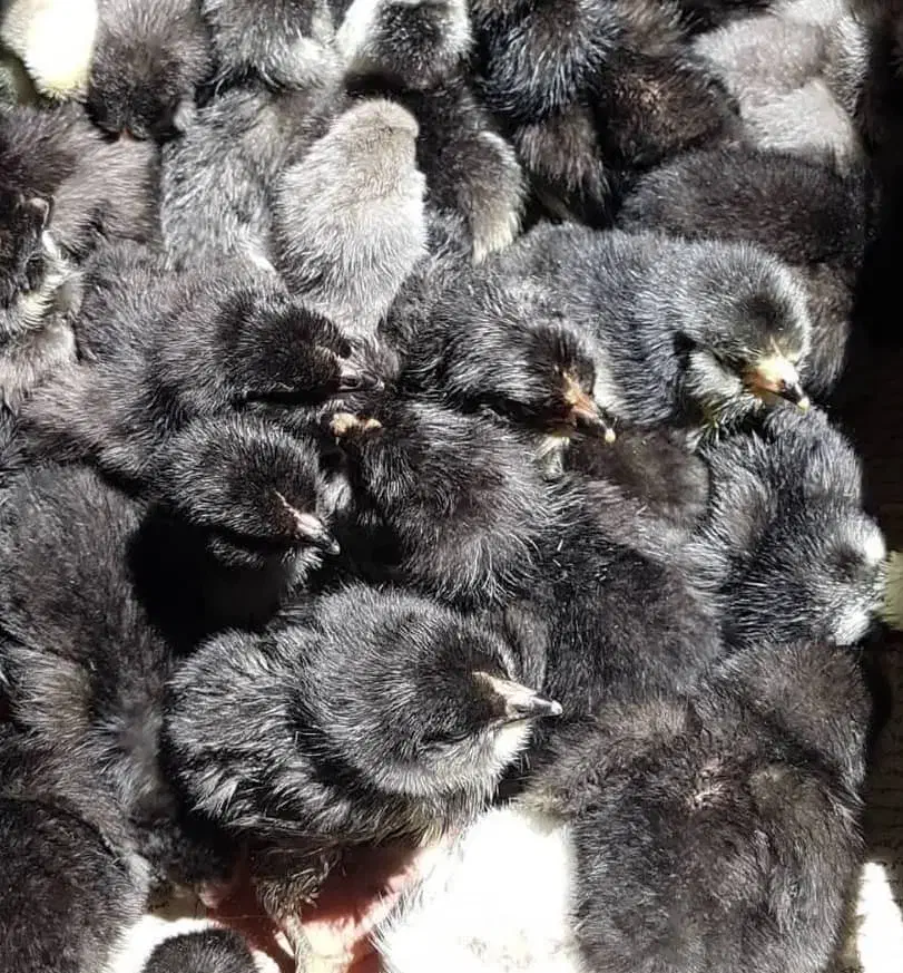 جوجه تخمگذار لوهمن و پلیموت راک|حیوانات مزرعه|رشت, منظریه|دیوار