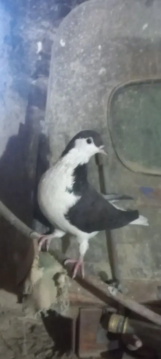 کفتر ساده سیاه پولکی وسرخ|پرنده|خوسف, |دیوار