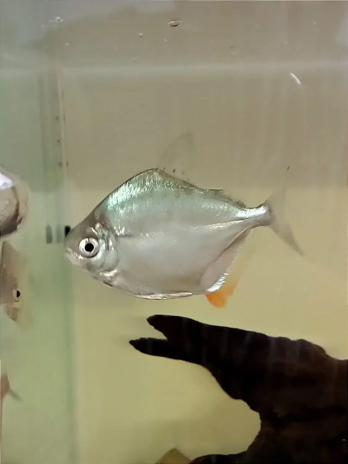 ماهی دالر|ماهی|پاکدشت, پاکدشت (مامازند)|دیوار