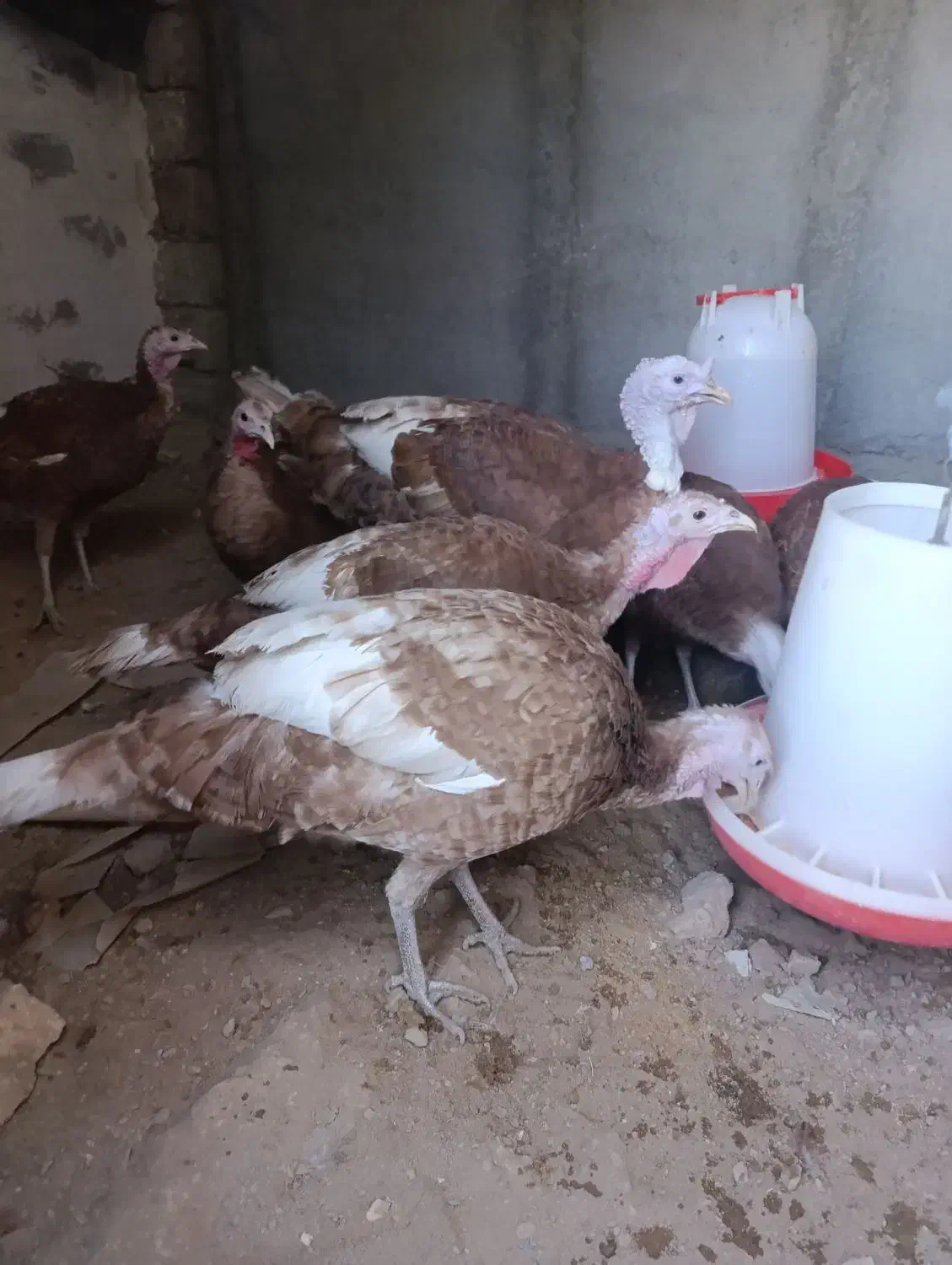 مرغوبقلمون|پرنده|دهق, |دیوار