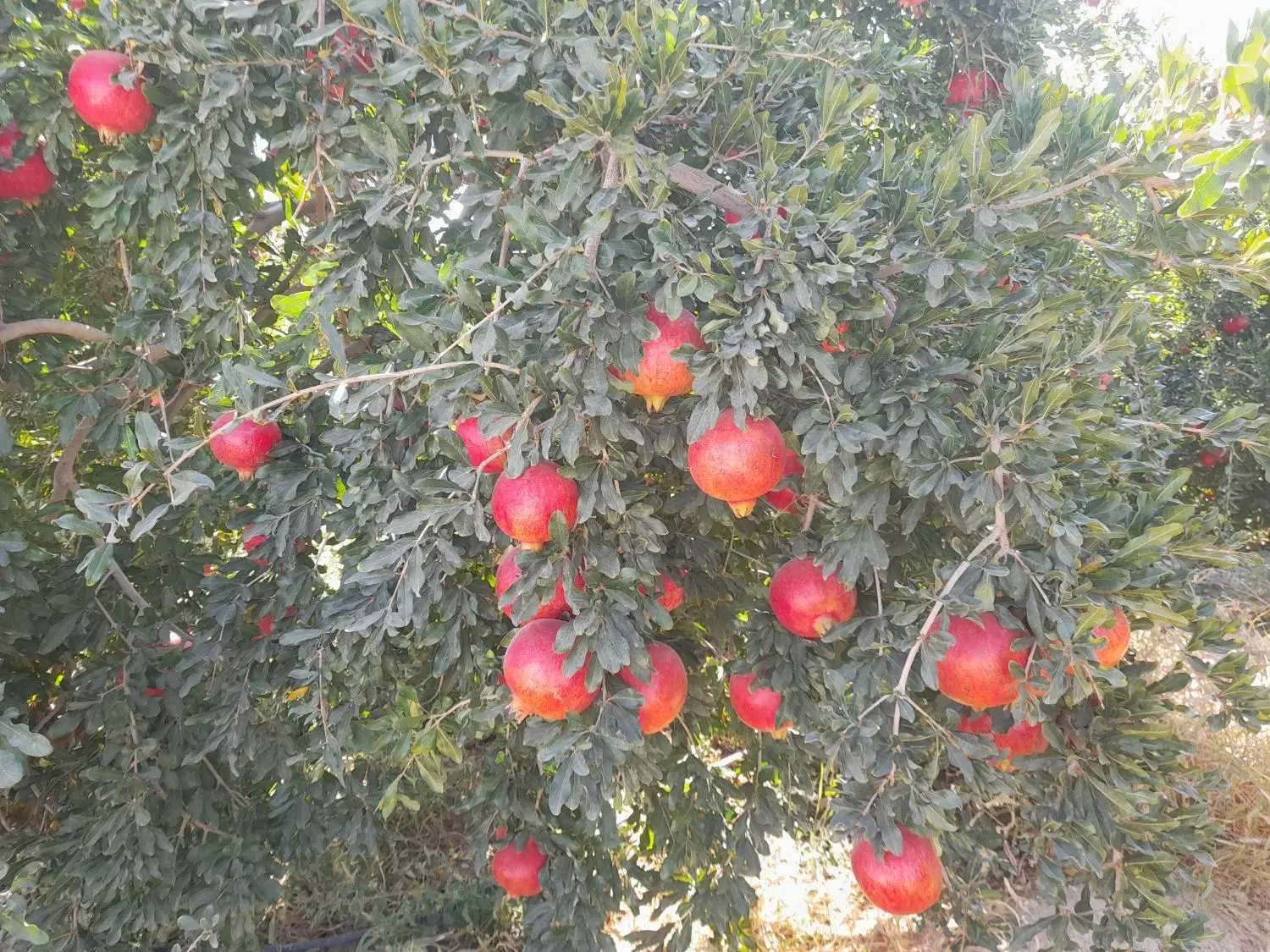 اجاره میوه باغ انار|اجارهٔ دفتر صنعتی، کشاورزی، تجاری|فسا, |دیوار