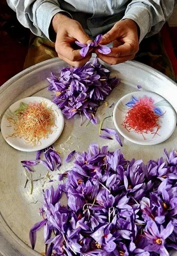 دستگاه تمام‌اتوماتیک جداسازی گل زعفران در ایران|ماشین‌آلات صنعتی|تربت‌حیدریه, اندیشه|دیوار