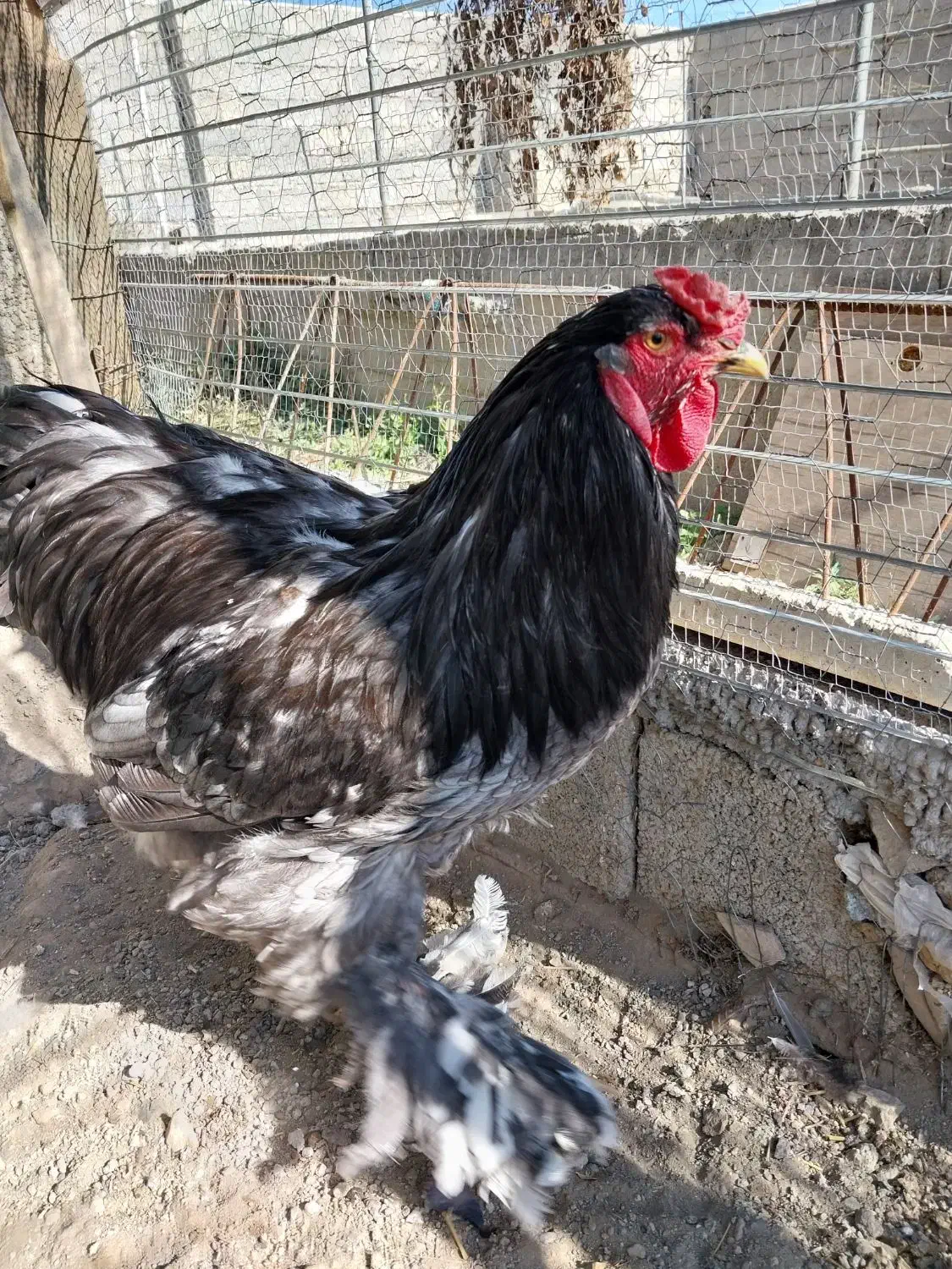 خروس برهما بلک|حیوانات مزرعه|اردبیل, |دیوار