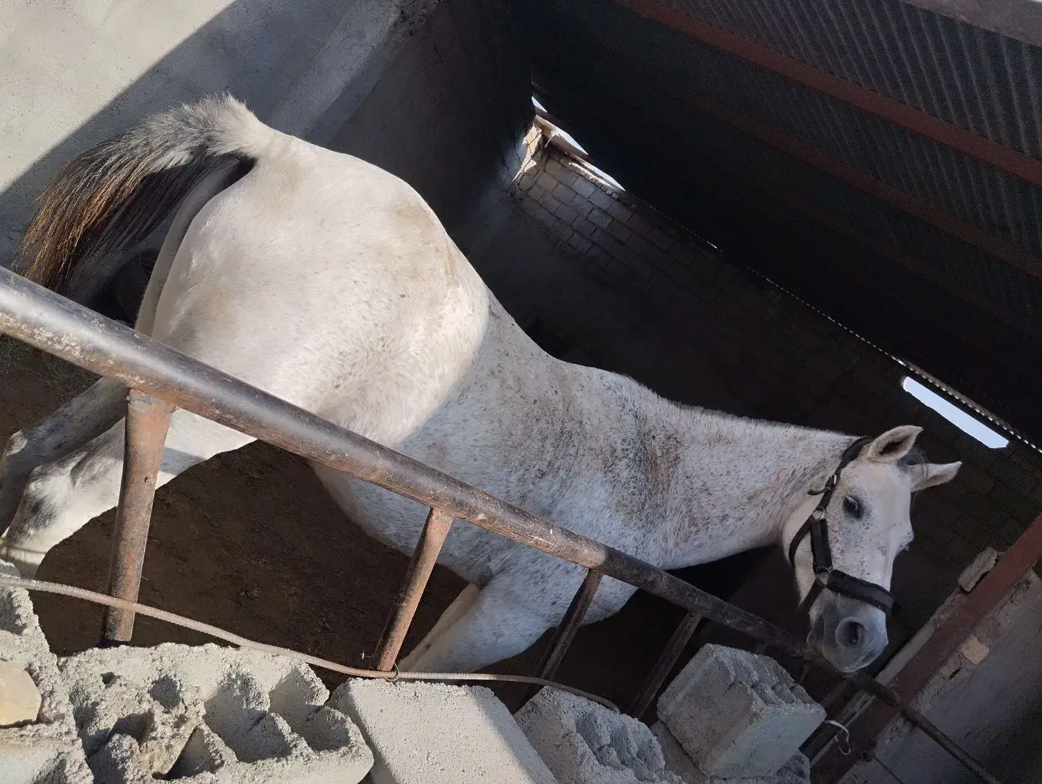 مادیان ارام  سن ۶سال همراه کره ..|اسب و تجهیزات اسب‌سواری|مه ولات, |دیوار