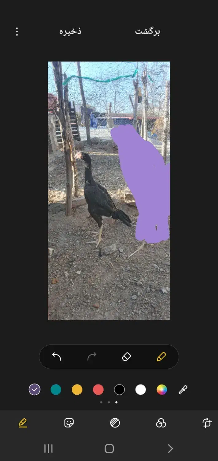 جوجه اوشامو|حیوانات مزرعه|اردبیل, |دیوار