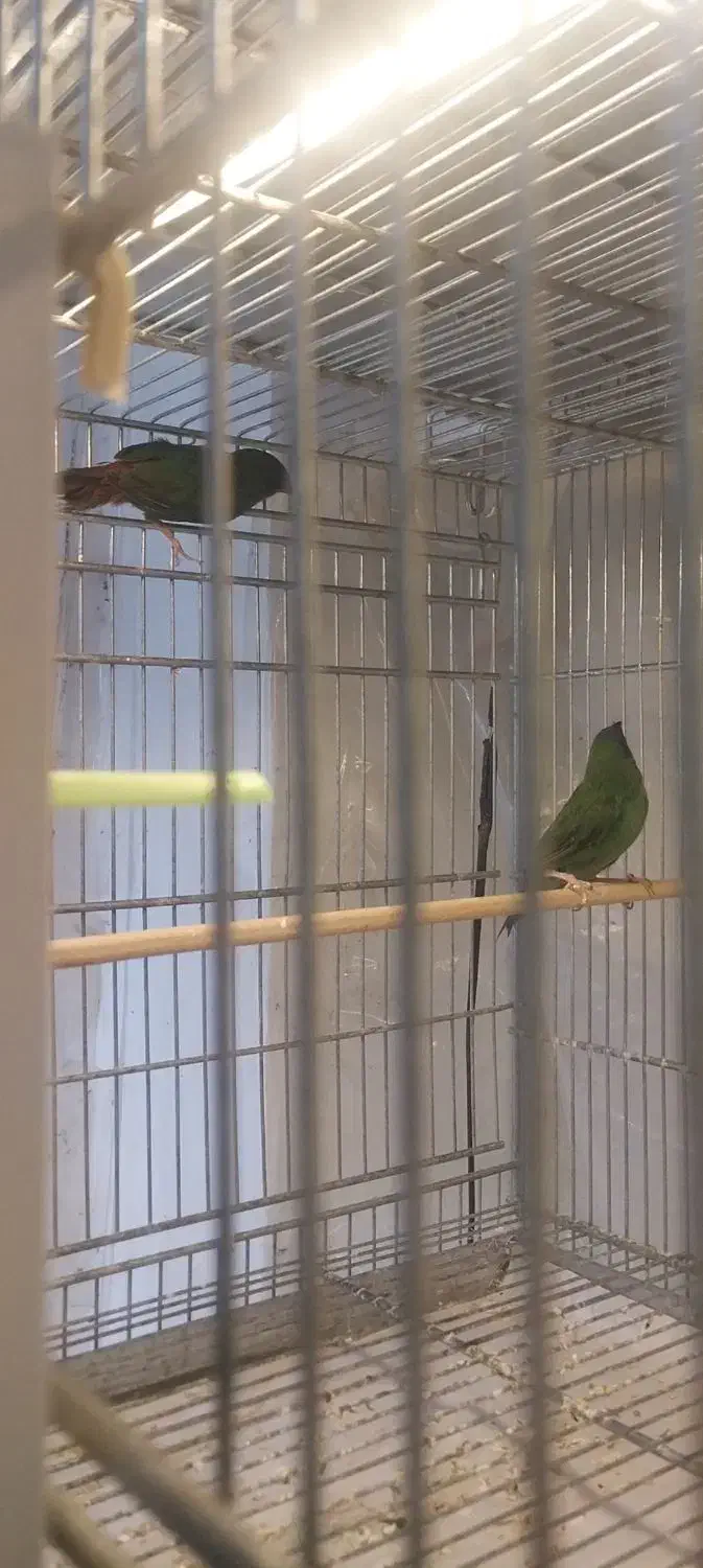 فنج|پرنده|کرج, شاهین‌ویلا|دیوار