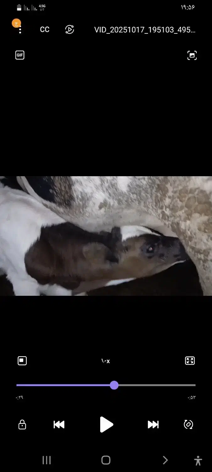 گاو گوساله|حیوانات مزرعه|دیواندره, |دیوار