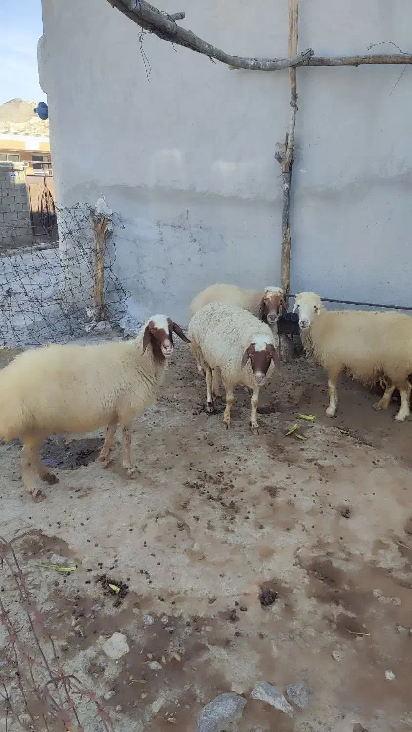 میش یا گوسفند  آبستن|حیوانات مزرعه|سیوان, |دیوار