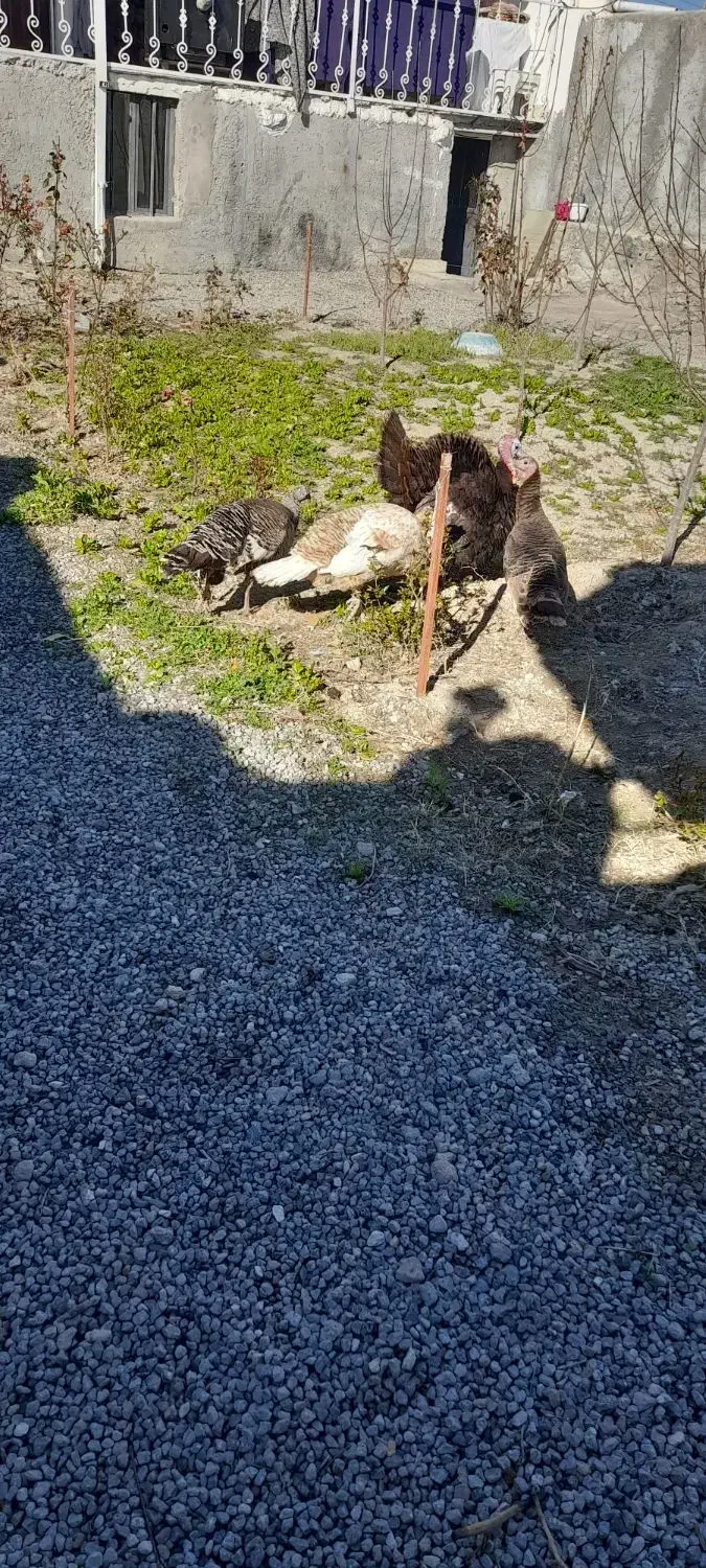 بوقلمون|حیوانات مزرعه|مشگین شهر, |دیوار