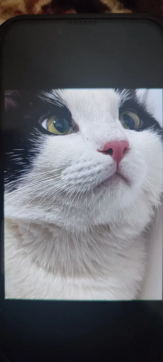 سلام واگذاری گربه 1ساله|گربه|کرمانشاه, |دیوار