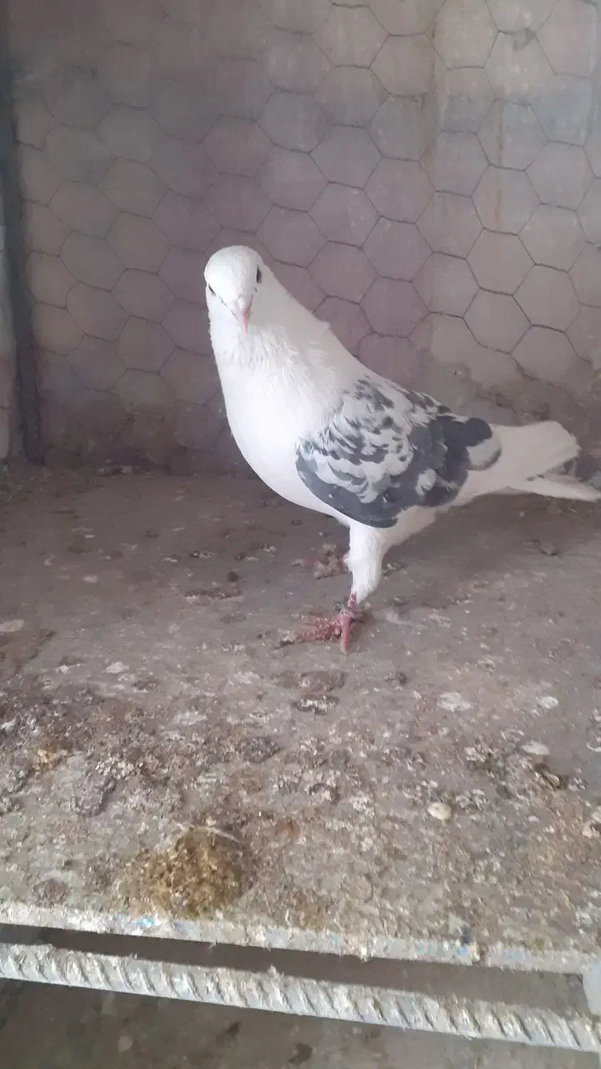 کبوتر|پرنده|تهران, نازی‌آباد|دیوار