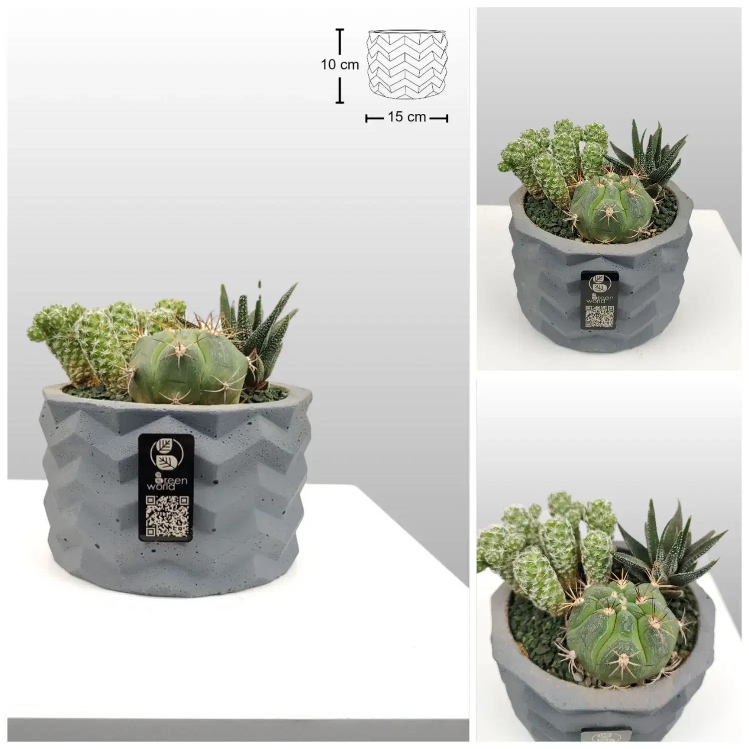 دیش گاردن / گلدان کاکتوس|گل و گیاه طبیعی|فولادشهر, B6|دیوار