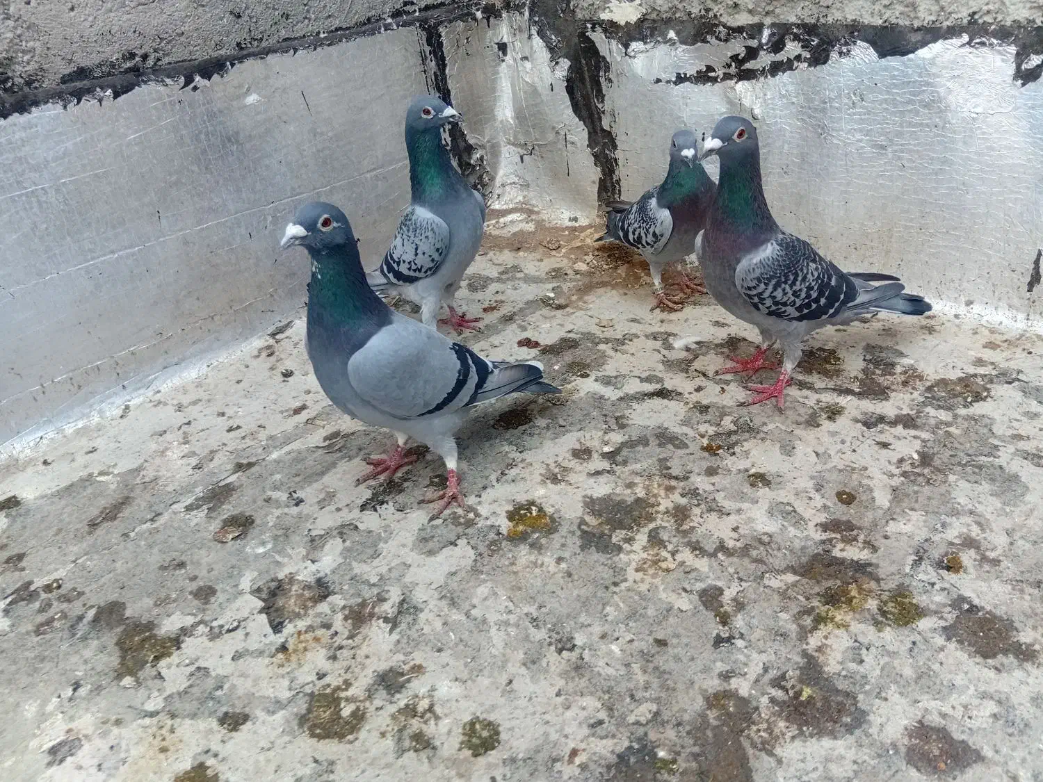 کبوتر|پرنده|اردبیل, |دیوار