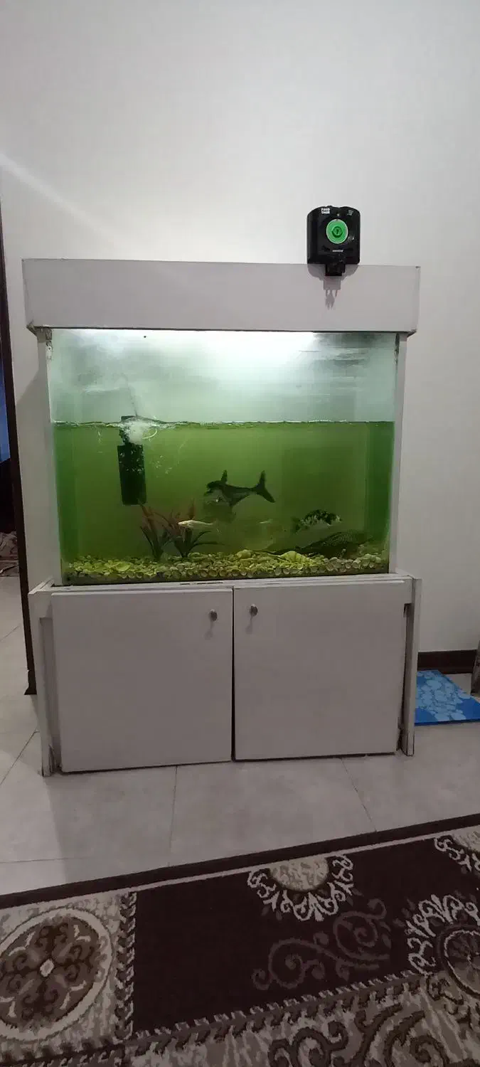 آکواریوم|ماهی|پاکدشت, پاکدشت (مامازند)|دیوار