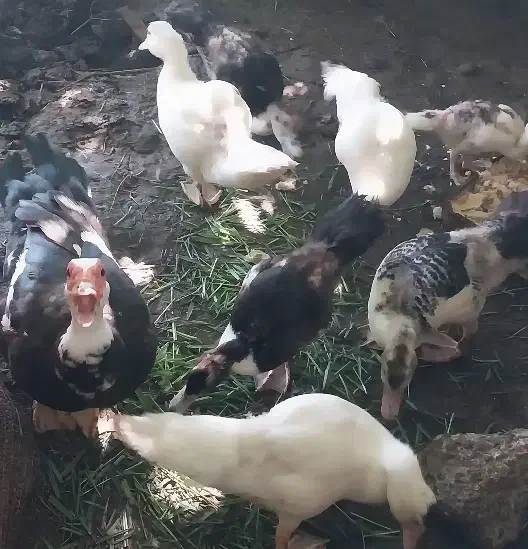 فروش کلی جزعی  انواع طیور شاقاجی|حیوانات مزرعه|سنگر, |دیوار