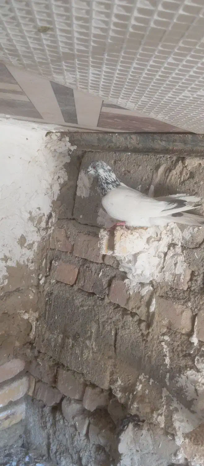 200|پرنده|نیمروز, |دیوار