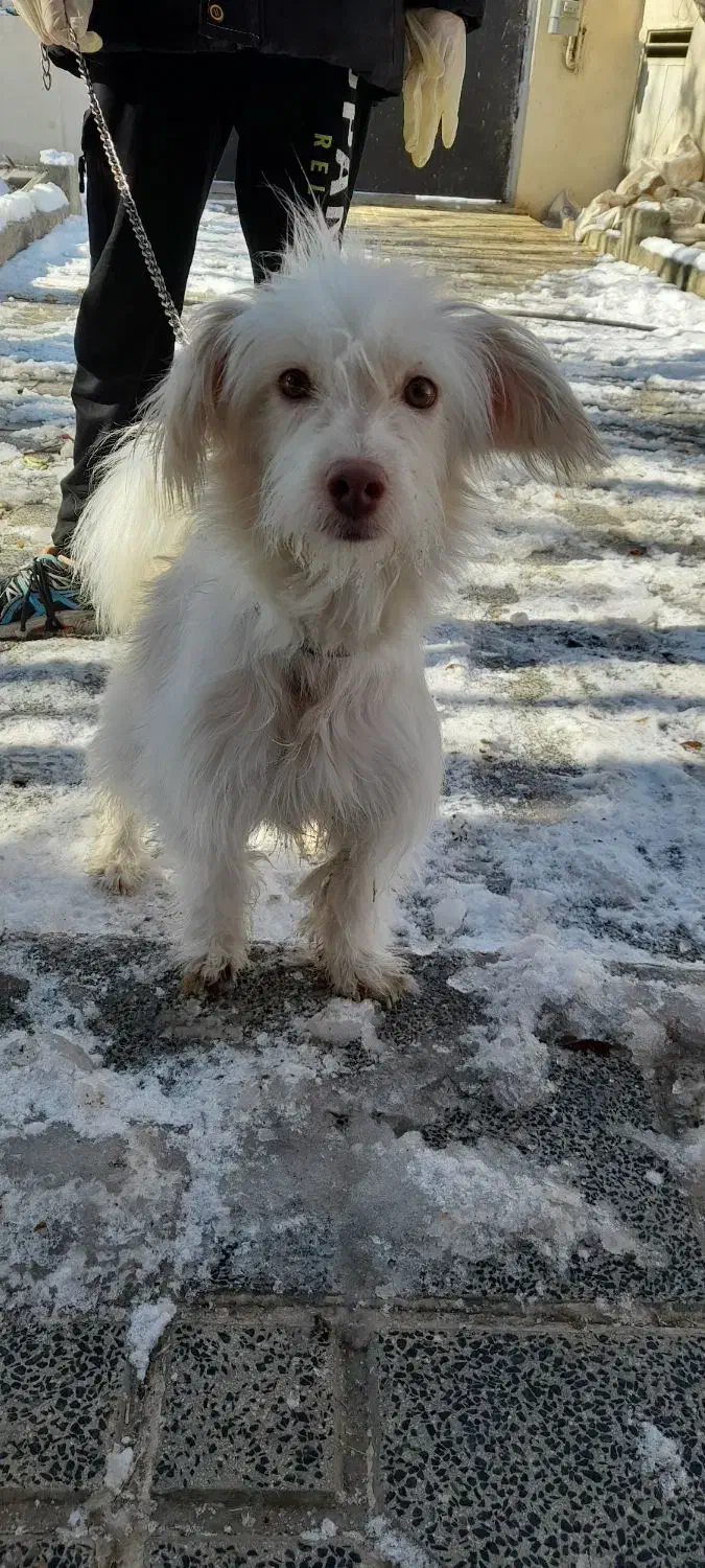 سگ خانگی|سگ|همدان, |دیوار