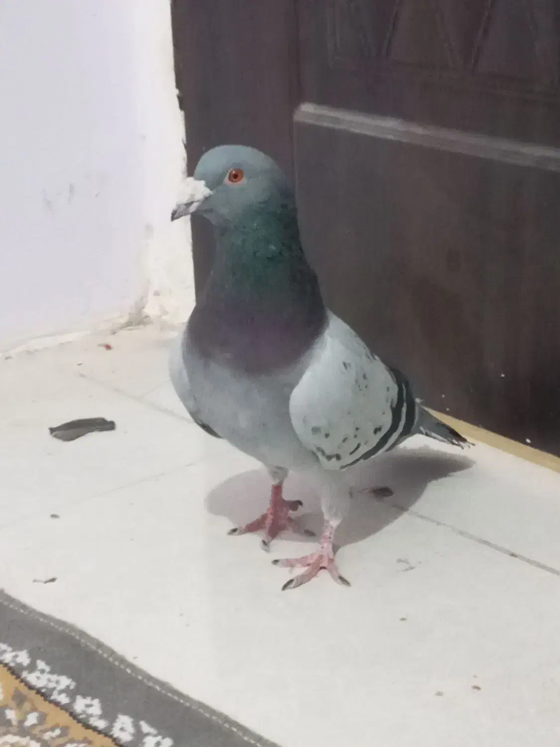 یک جفت کفترسبزومگس|پرنده|زاهدان, |دیوار